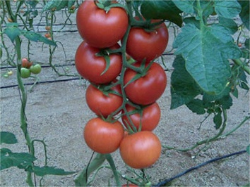 Picture of Tomatoes on the vine