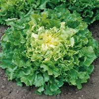 Picture of Smooth Endive