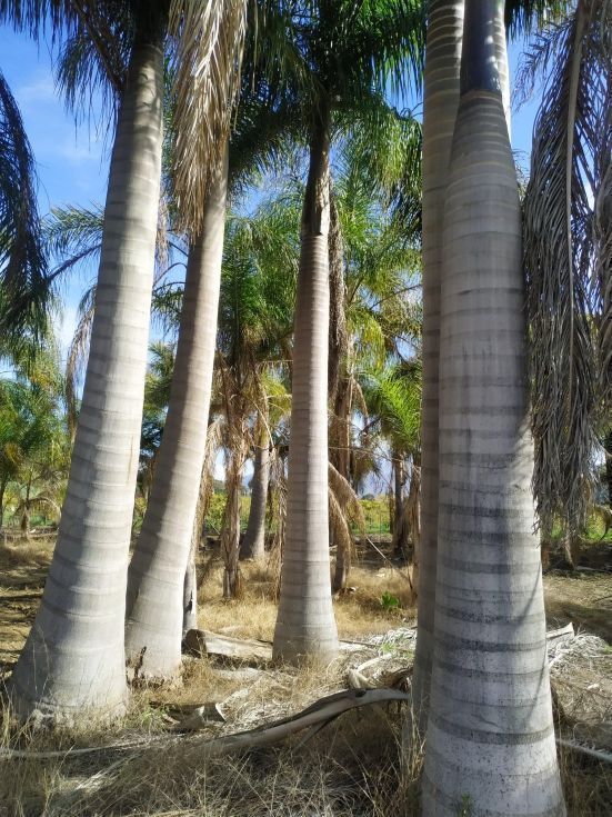 Palmeras