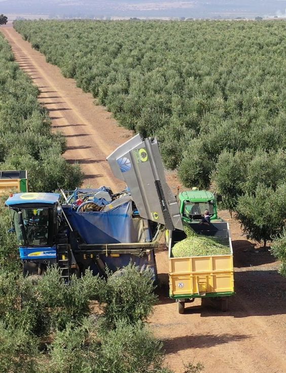 Finca de olivos intensivos.