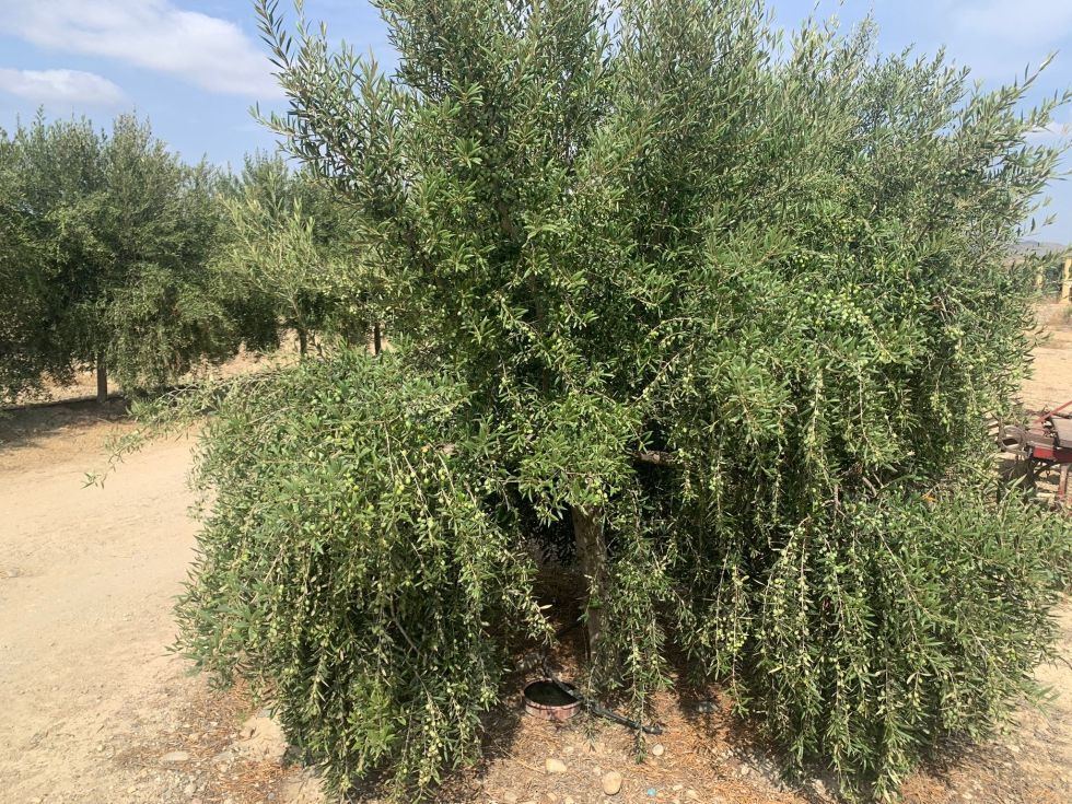 Finca de olivos intensivos.