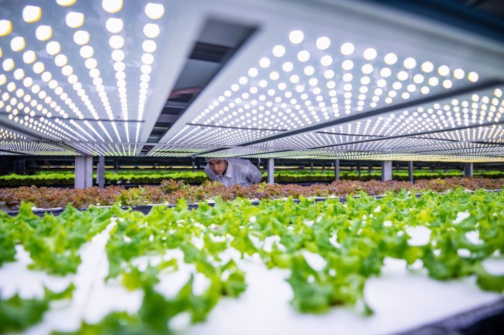 Sistemas de cultivo hidropónico, climatizacíon e iluminación para invernaderos