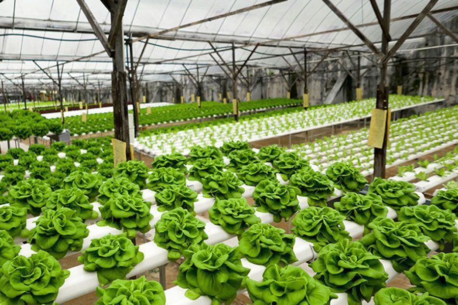 Sistemas de cultivo hidropónico, climatizacíon e iluminación para invernaderos