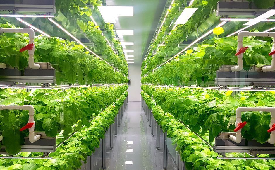 Sistemas de cultivo hidropónico, climatizacíon e iluminación para invernaderos