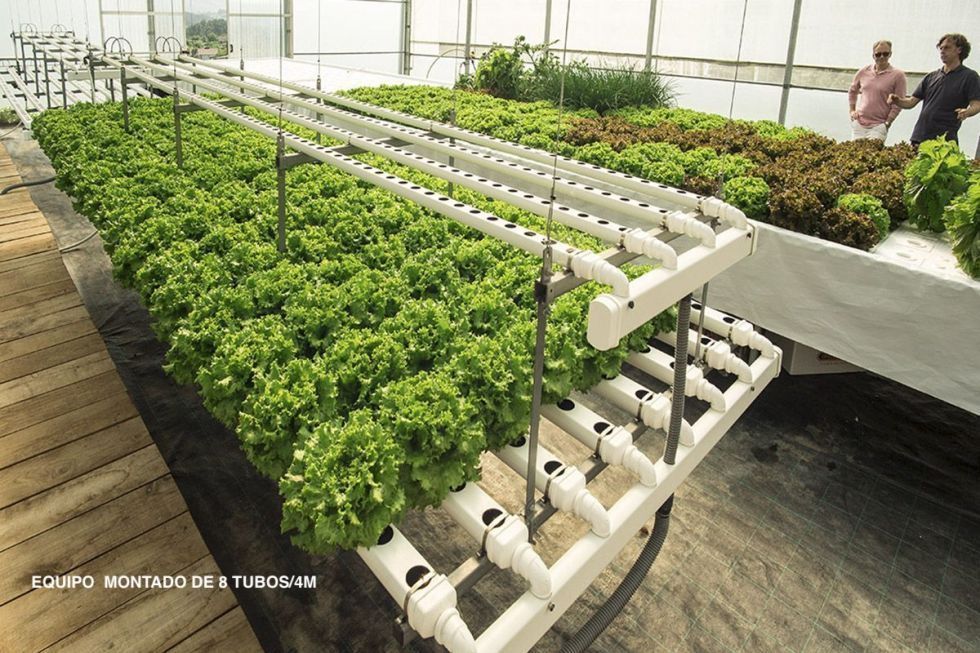 Sistemas de cultivo hidropónico, climatizacíon e iluminación para invernaderos