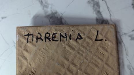 TIRRENIA L Lot of tiles 15 x 15 (approx. 218.70 MQ)