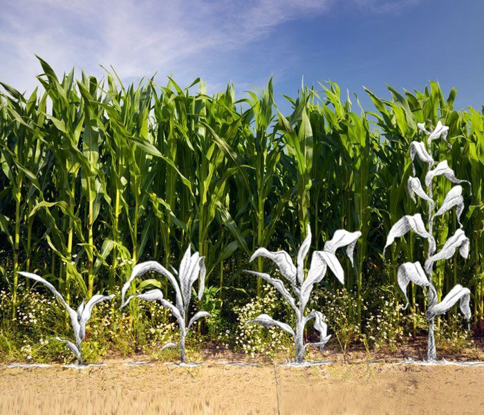 secante camas para aves