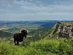 'Mantener los montes y disfrutar las vistas'- Premio especial a la mejor fotografía presentada por un veterinario, patrocinado por MSD Animal Health