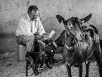 Premio especial a la mejor fotografía presentada por un veterinario patrocinado por MSD Animal Health para la foto titulada 70 AÑOS DE CABRAS