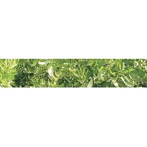 Bioestimulantes reforzados Sapec Agro AminosPrim