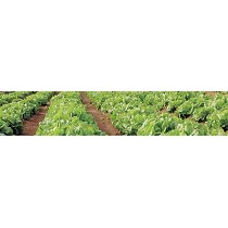 Entaizantes y bioestimulantes Sapec Agro Ruter AA Sapec