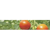 Bioestimulantes radiculares Sapec Agro Vital