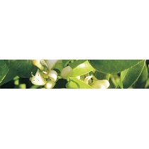 Fosfitos pot�sicos Sapec Agro Safos