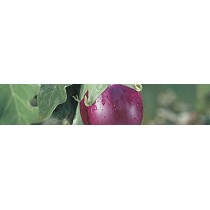 Macro y micronutrientes con amino�cidos Sapec Agro Foliveex