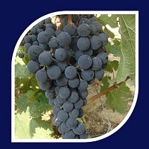 Fortalecedores nutritivos Sapec Agro Fortan vi�a