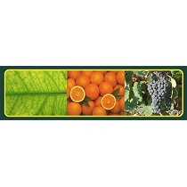 Fitonutrientes Sapec Agro Trafos Sinergy