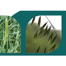 Herbicidas selectivos Sapec Agro Arsol