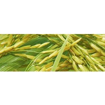 Herbicidas selectivos Sapec Agro Kaos-B