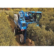 Recolectoras de aceitunas