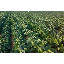 Insecticidas Sapec Agro Aikido