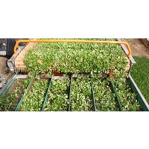 Tabla sacudidora cribadora