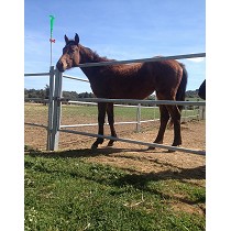 Cancillas para caballos