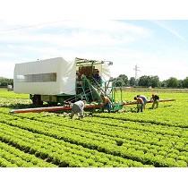 Recolectoras de hortalizas