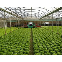 Recolectoras de hortalizas