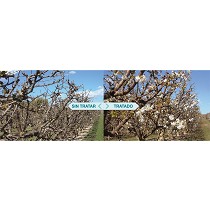 Fisioestimulantes Daymsa Syncron & Nitroactive
