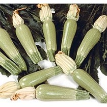 Semillas de calabacn blanco