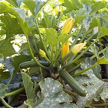 Semillas de calabacn verde