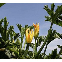 Semillas de calabacn verde