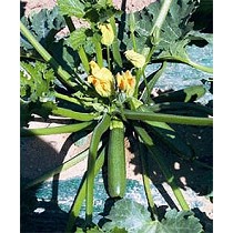 Semillas de calabacn verde