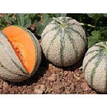 Semillas de meln Charentais