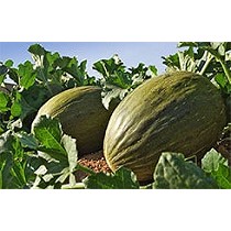 Semillas de Meln Piel de Sapo