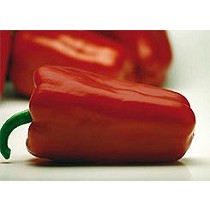 Semillas de Pimiento Lamuyo