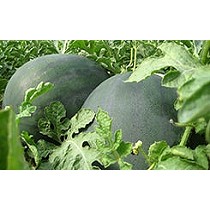 Semillas de sanda negra