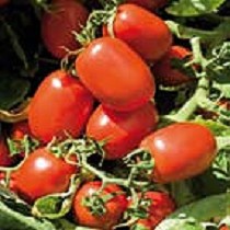 Semillas de tomate de industria