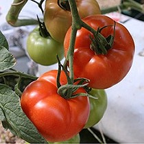 Semillas de tomate de calibre grueso