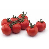 Semillas de tomate de calibre medio