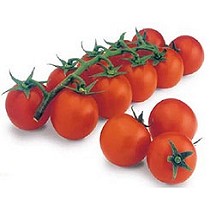 Semillas de tomate