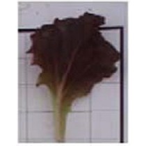 Semillas de lechuga roja
