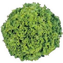 Semillas de ensalada