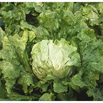 Semillas de ensalada