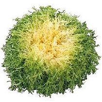 Semillas de escarola