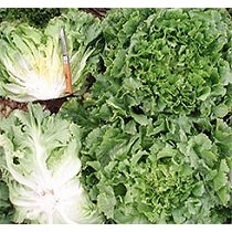 Semillas de escarola