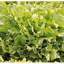 Semillas de escarola