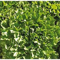 Semillas de escarola