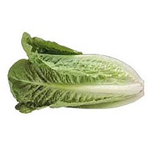 Semillas de lechuga romana