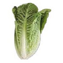 Semillas de lechuga romana